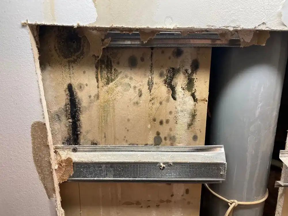 Décontamination professionnelle de moisissures — Pro Infiltration Montréal